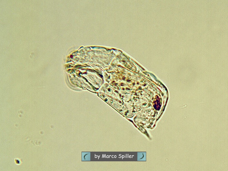 Cephalodella catellina